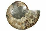 Cut & Polished Ammonite Fossil (Half) - Madagascar #349033-1